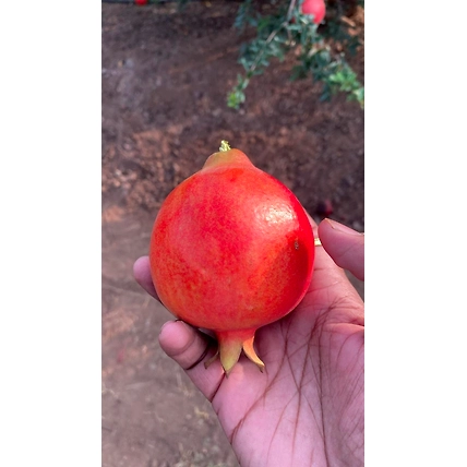 POMEGRANATE-3