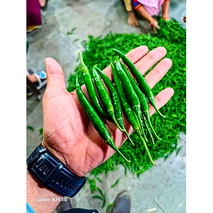 green Chilli-12551306