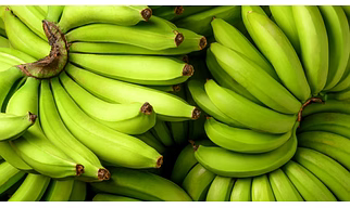Cavendish Banana