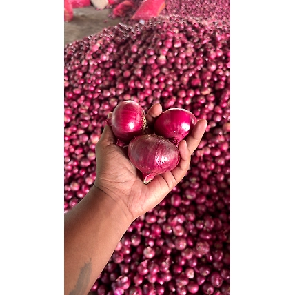 RED ONION-1