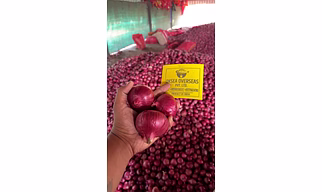 RED ONION