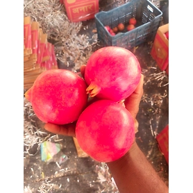 POMEGRANATE