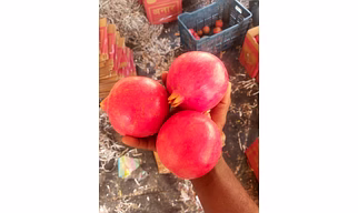 POMEGRANATE