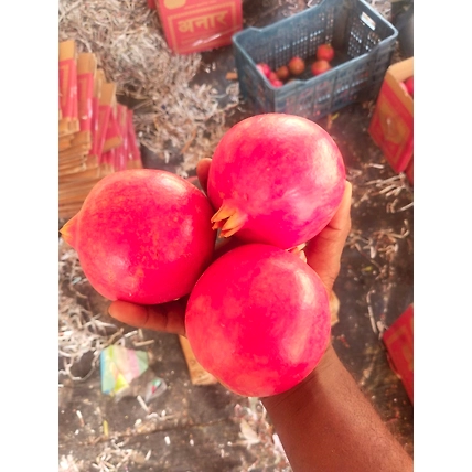 POMEGRANATE-12549802