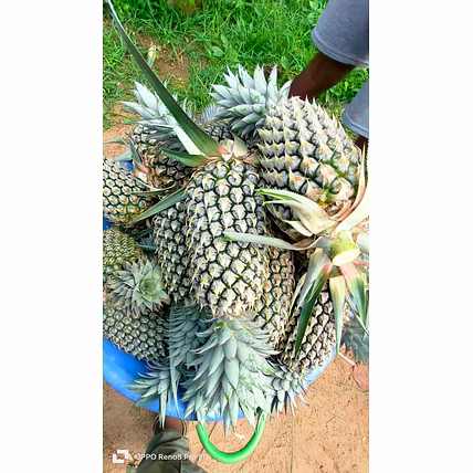 Pineapple-2