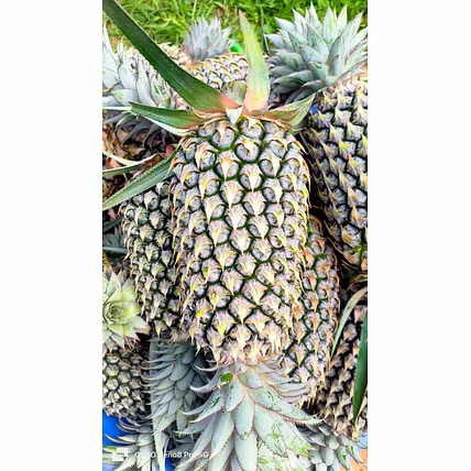 Pineapple-1