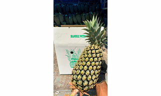 Pineapple
