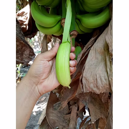 Cavendish Banana-1