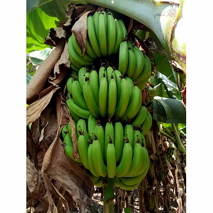 Cavendish Banana-2