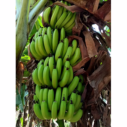 Cavendish Banana-3