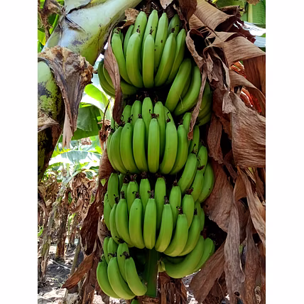 Cavendish Banana-4