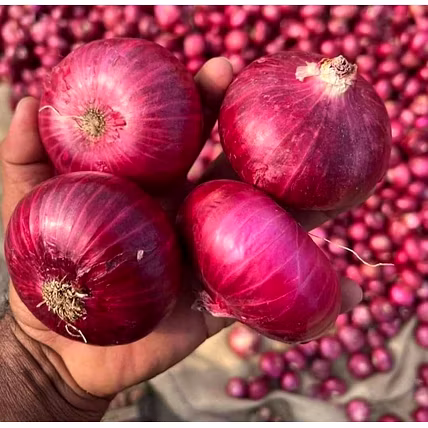 RED ONION-2