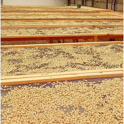 ROBUSTA GREEN BENAS-2