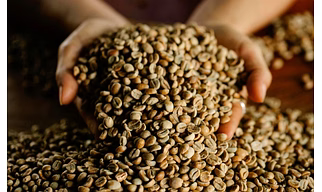 ROBUSTA GREEN BENAS
