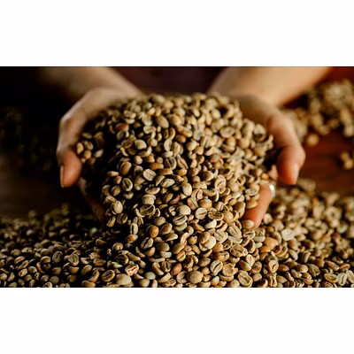 ROBUSTA GREEN BENAS-12617562