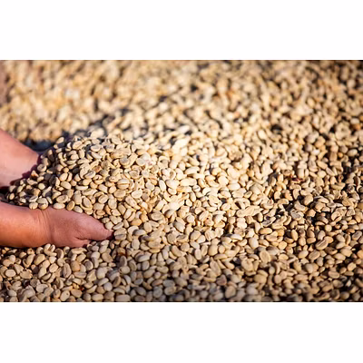 ROBUSTA GREEN BENAS-1
