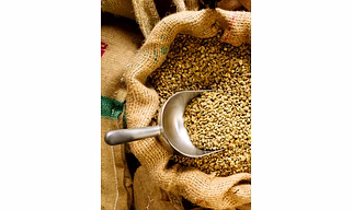 ARABICA GREEN BEANS