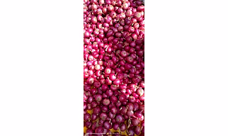Onion