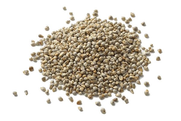 Sage Pearl Millet ( Bajra)-987417-e1c6cc74