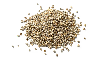 Sage Pearl Millet ( Bajra)