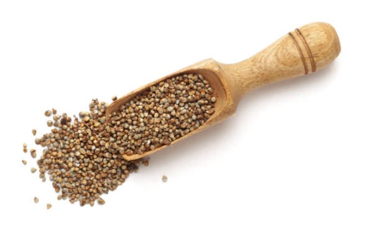 Sage Pearl Millet ( Bajra)-1