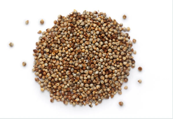 Sage Pearl Millet ( Bajra)-2