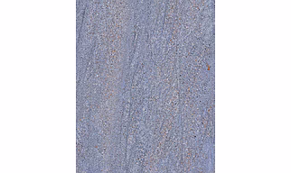 HILTOP BLUE
