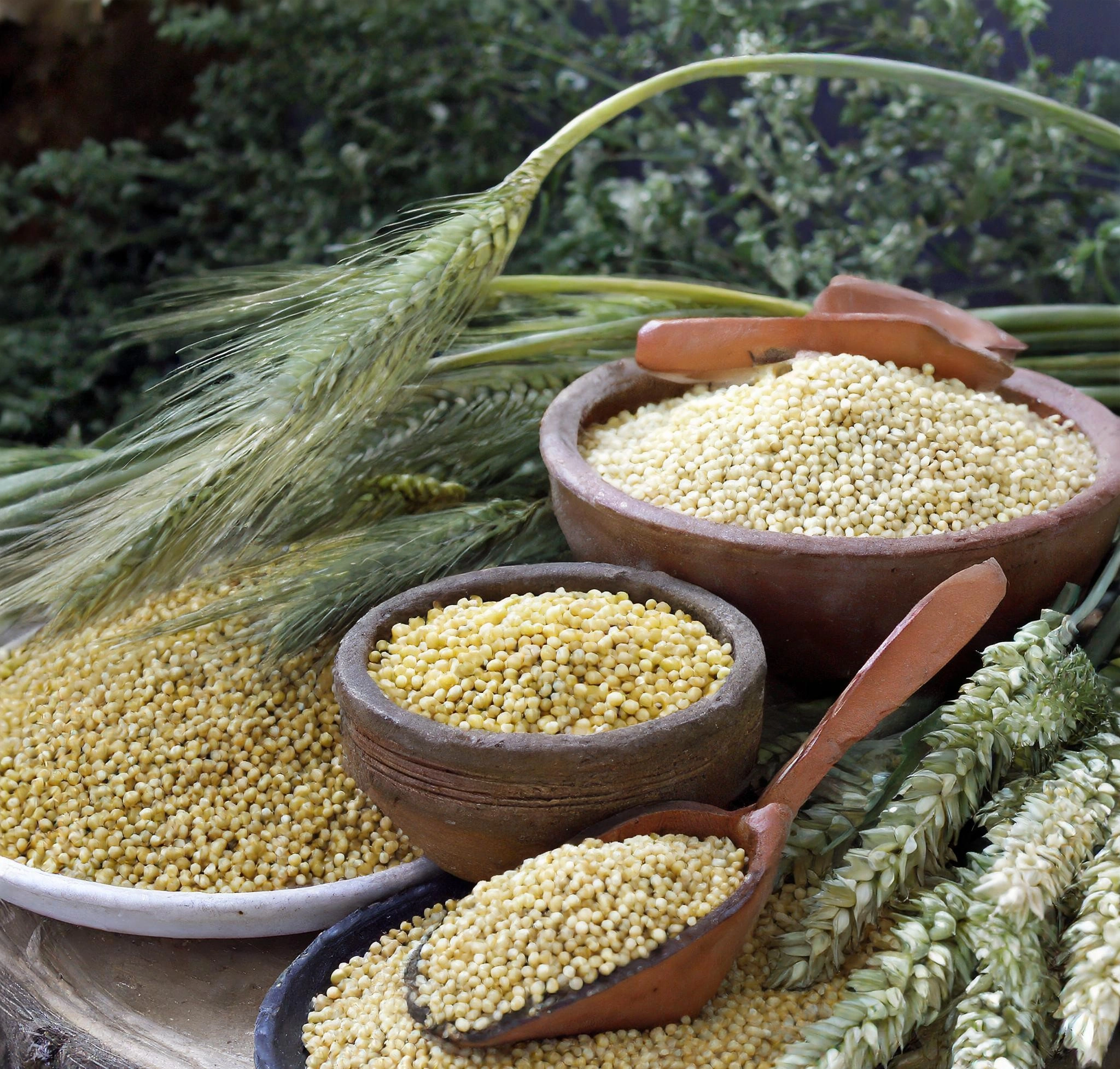 Millets- Sorghum-1