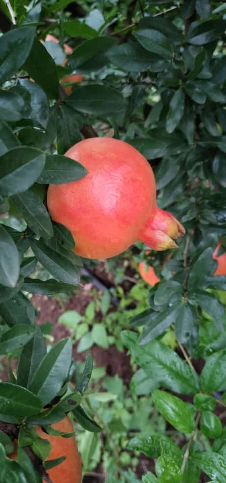 freshest pomegranates from farm to table-12644389