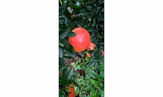 freshest pomegranates from farm to table
