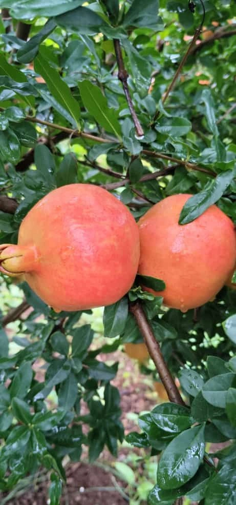 freshest pomegranates from farm to table-1