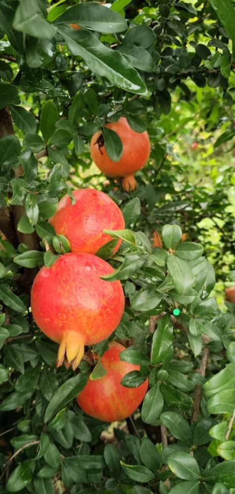 freshest pomegranates from farm to table-2