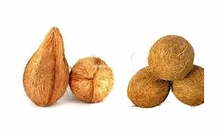Semi Husk Coconut
