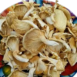 dry oyester mushroom