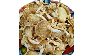 Dry Oyester Mushroom