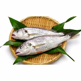 silver croaekr fish