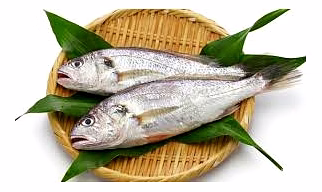 SILVER CROAEKR FISH