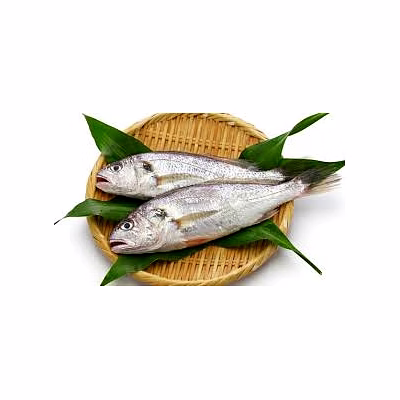 silver croaekr fish