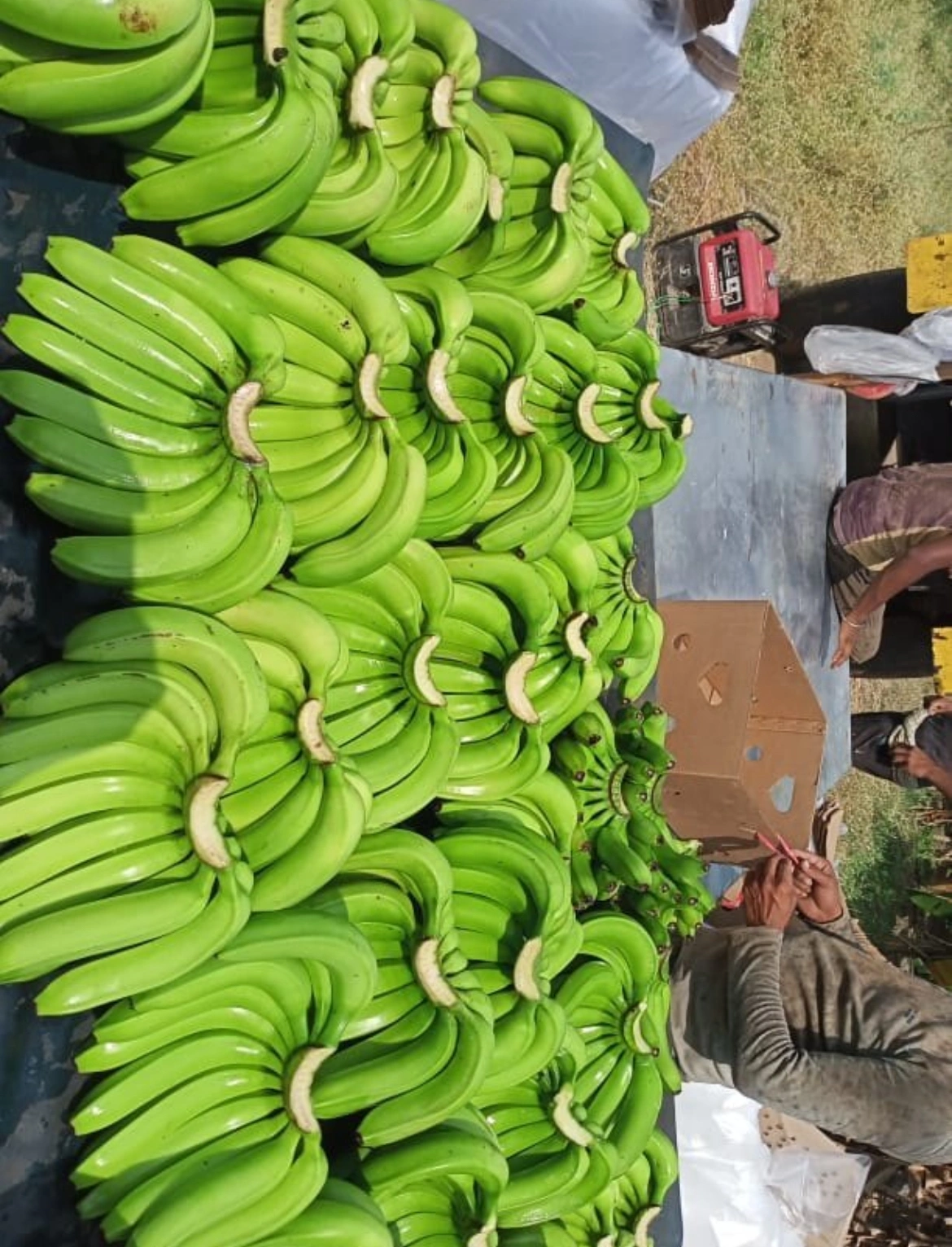 Organic fresh green banana-12555644