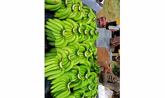 Organic fresh green banana