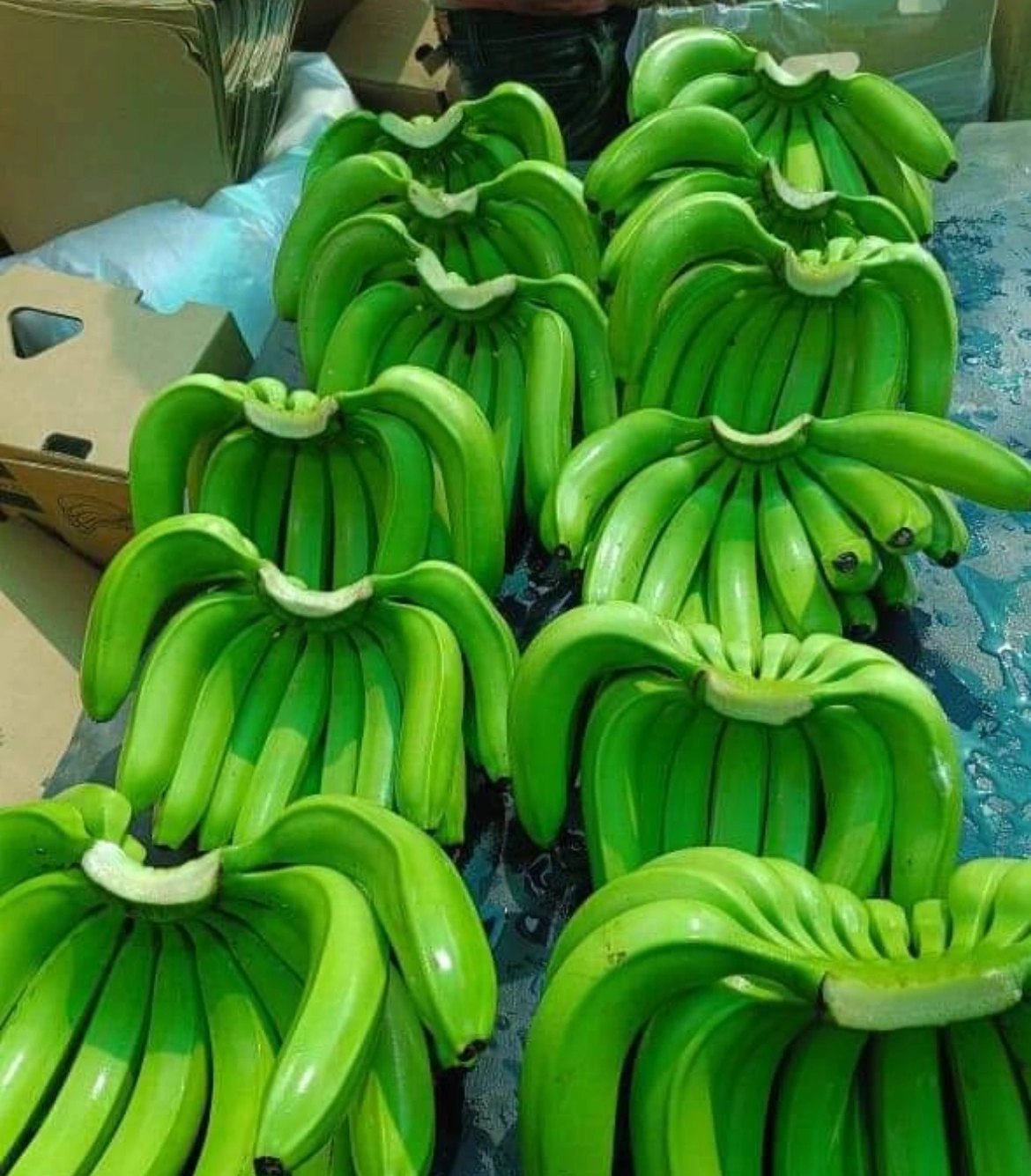 Organic fresh green banana-1