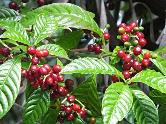 Premium ARABICA CHERRY: Unwashed-12577124