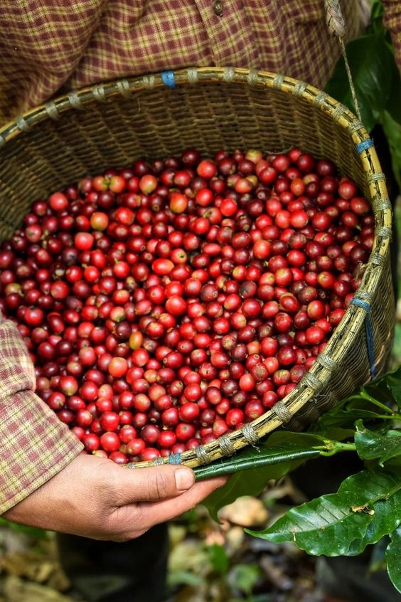 Premium ROBUSTA CHERRY: Unwashed-WB-AR-AA