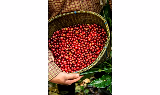 Premium ROBUSTA CHERRY: Unwashed