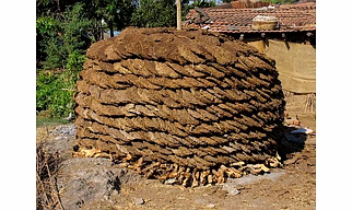 Cow dung powder