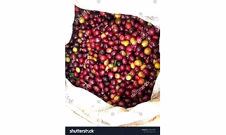 Coffee Beans