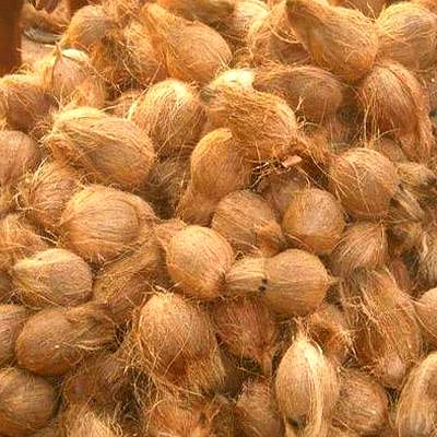 semi husk coconut