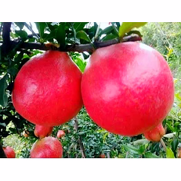 pomegranate