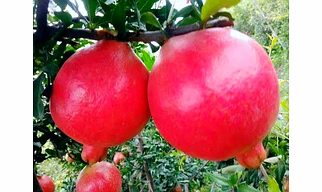 Pomegranate