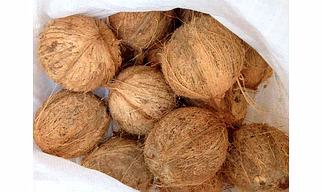 Coconut